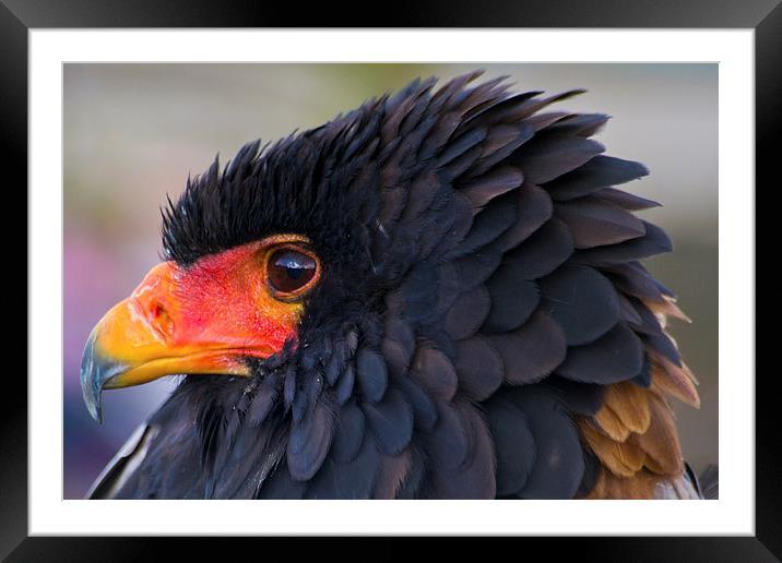 Raphael the Bateleur Eagle Framed Mounted Print by Andy Davis