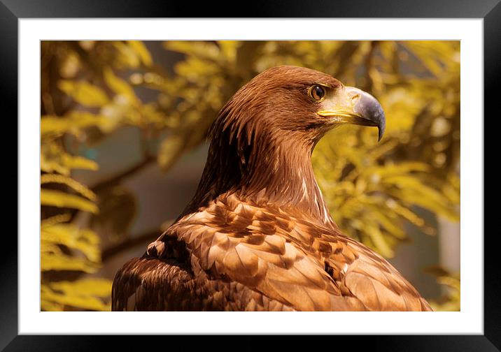 Angus the Eagle Framed Mounted Print by Andy Davis