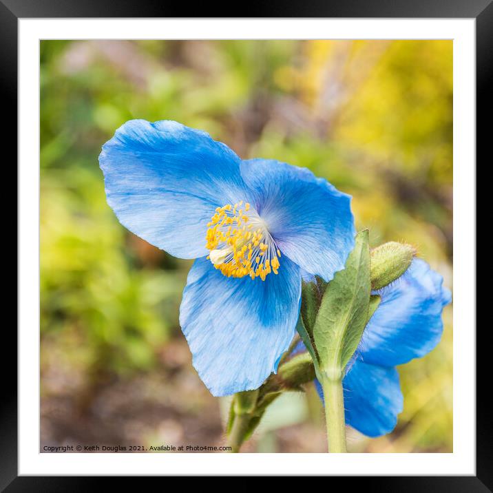 Himalayan Blue Poppy - Meconopsis Grandis Framed Mounted Print by Keith Douglas