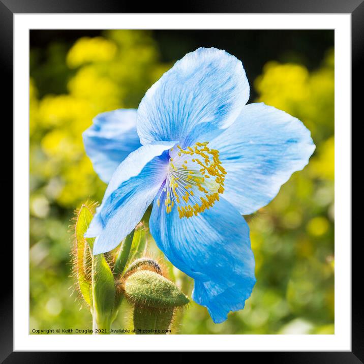 Himalayan Blue Poppy - Meconopsis Grandis Framed Mounted Print by Keith Douglas
