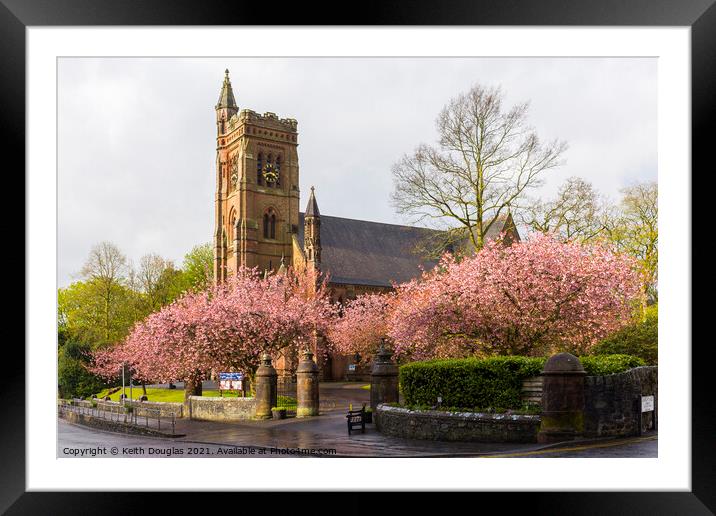 Cherry blossom at Moffat Framed Mounted Print by Keith Douglas