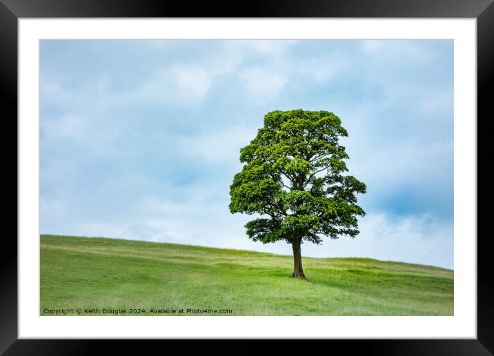 Single Tree in Spring (Right) Framed Mounted Print by Keith Douglas