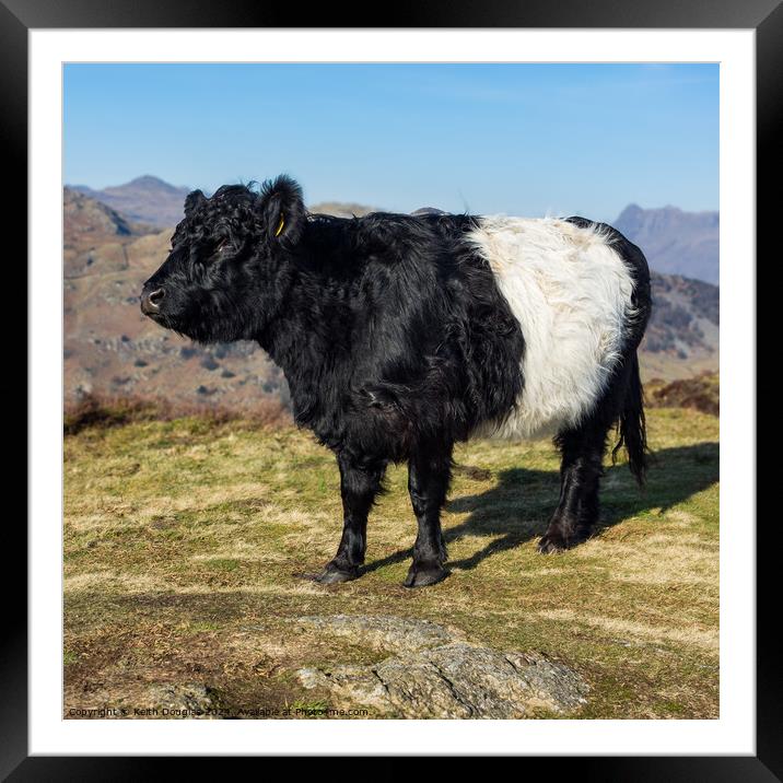 Belted Galloway cow in the Lake District Framed Mounted Print by Keith Douglas