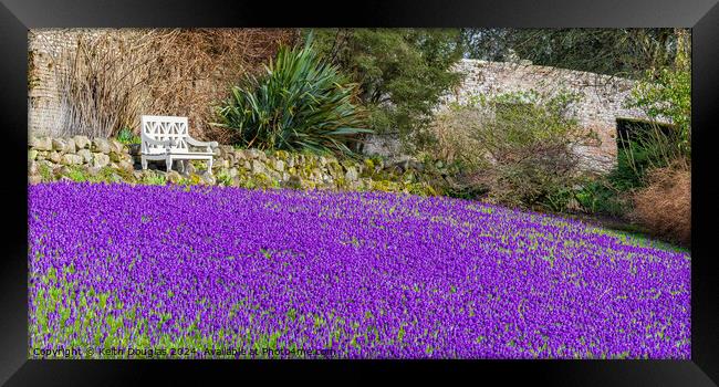 Crocuses Framed Print by Keith Douglas