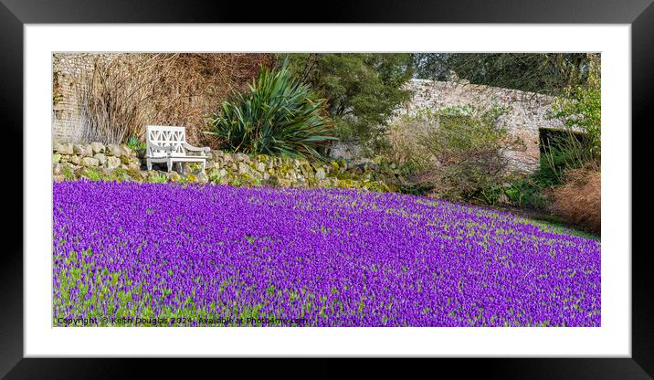 Crocuses Framed Mounted Print by Keith Douglas