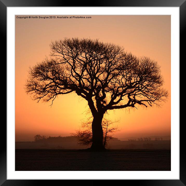 Single Tree Framed Mounted Print by Keith Douglas