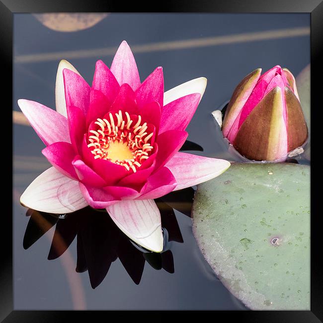 Pink Water Lily Framed Print by Keith Douglas