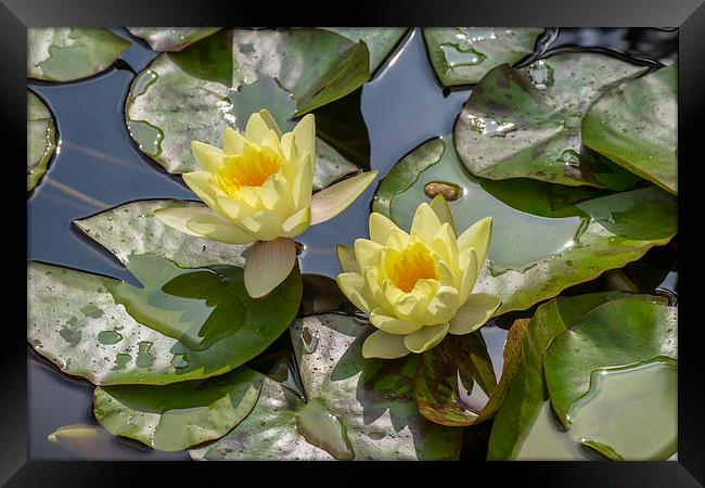 Yellow Water Lilies Framed Print by Keith Douglas