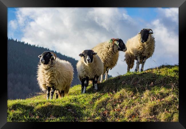 Four sheep Framed Print by Keith Douglas