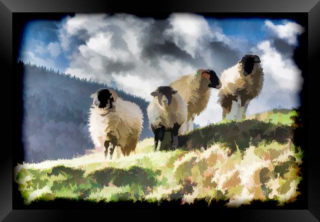 Four sheep Framed Print by Keith Douglas