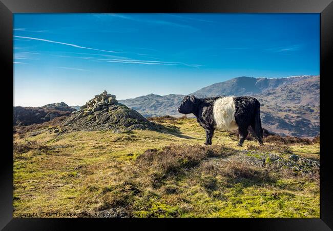 Belted Galloway Cow on Holme Fell Framed Print by Keith Douglas
