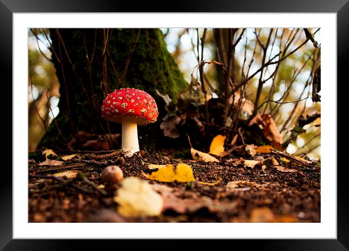 Fly agaric during sunset Framed Mounted Print by Joan le Poole