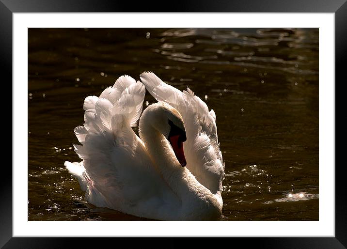 Swan Framed Mounted Print by Simon Hodson