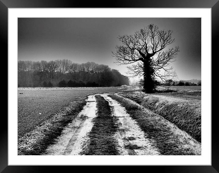 Winter trees Norfolk Framed Mounted Print by Sally Coleman