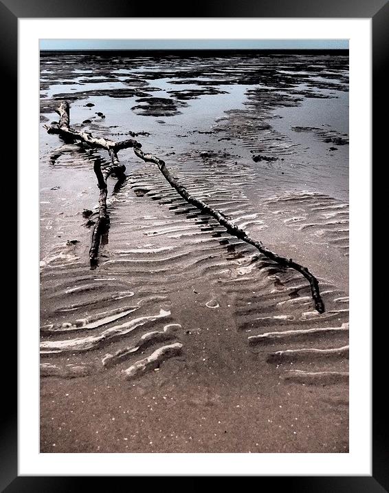 Driftwood Framed Mounted Print by Sally Coleman