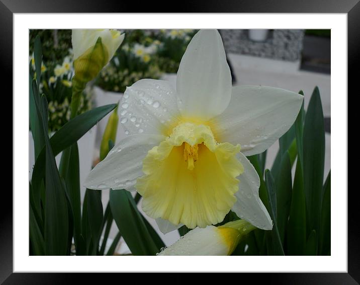 Raindrop Daffodil Framed Mounted Print by Candice Bowles
