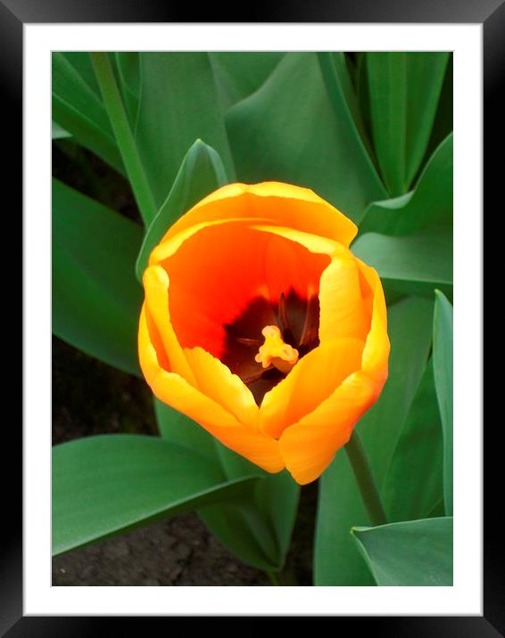 Open Tulip Framed Mounted Print by Candice Bowles