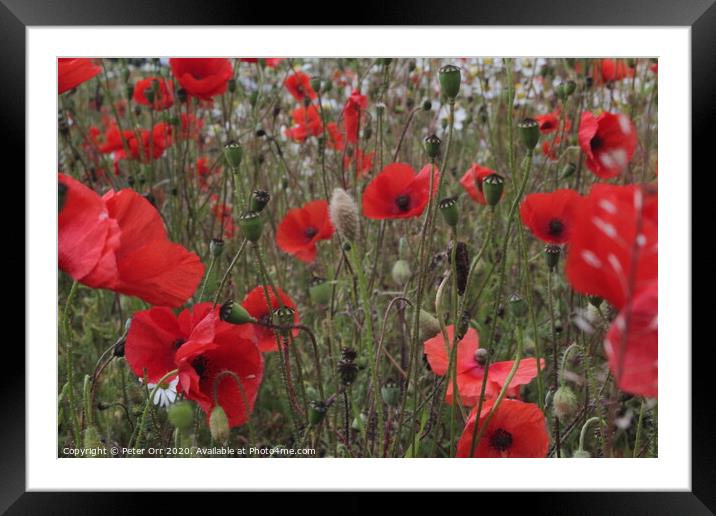 Poppies Framed Mounted Print by Peter Orr