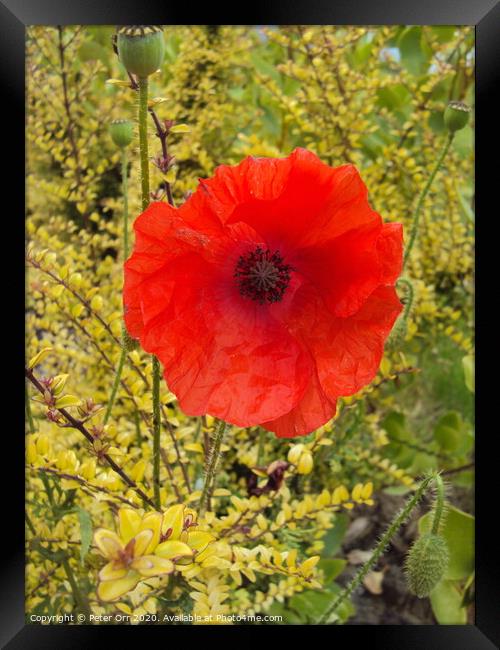 single poppy Framed Print by Peter Orr