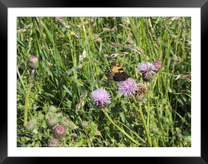 Butterfliy and thistle Framed Mounted Print by Peter Orr