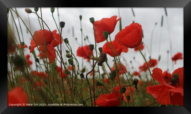 poppies Framed Print by Peter Orr