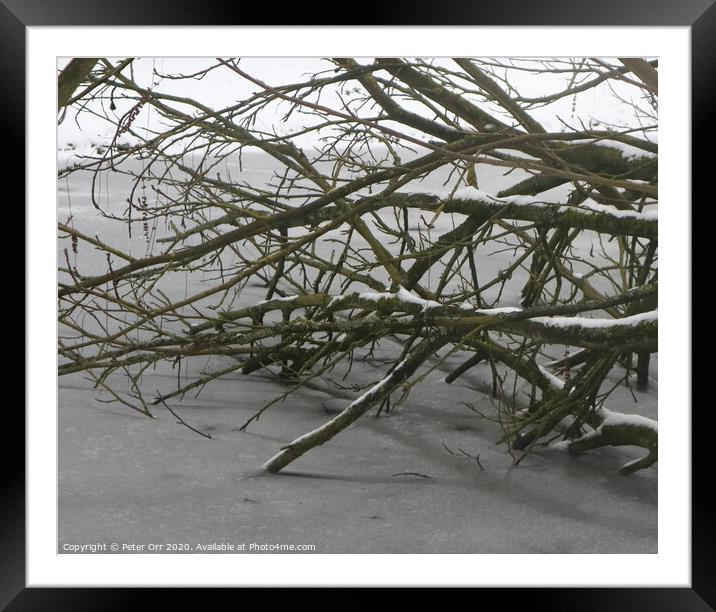 Icy branches Framed Mounted Print by Peter Orr