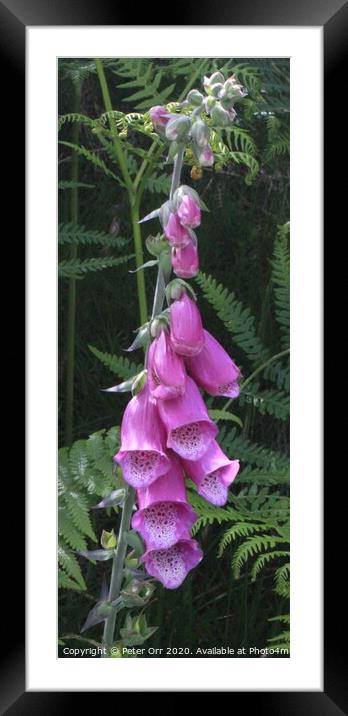 Willow Herb at Tarn Hows Framed Mounted Print by Peter Orr