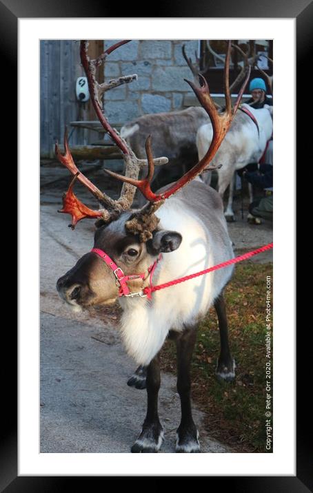Reindeer Framed Mounted Print by Peter Orr