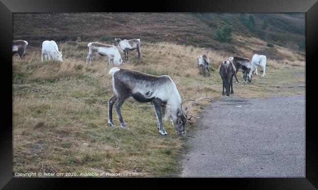 Free roaming reindeer herd Framed Print by Peter Orr