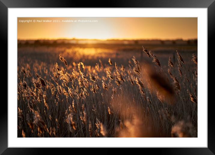 Golden sunset Framed Mounted Print by Paul Walker