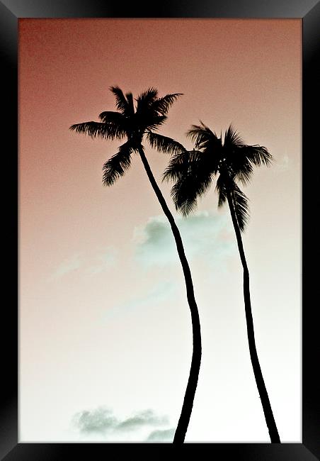 Palm Trees Framed Print by Paul Walker