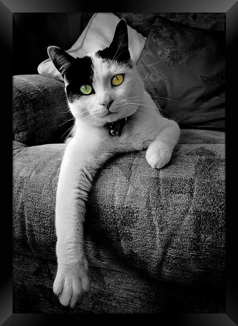 Relaxed Cat Framed Print by Paul Walker
