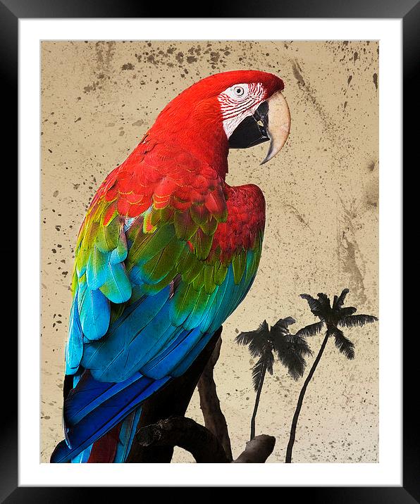 Parrot and Palms Framed Mounted Print by Paul Walker