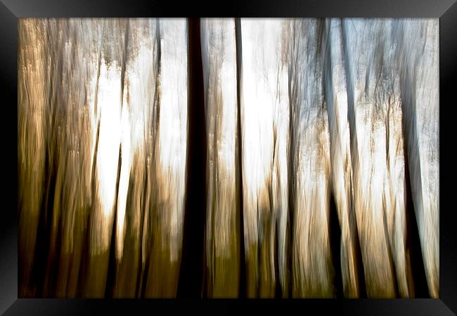 Forest Abstract Framed Print by Paul Walker