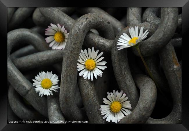 Chained Daisies Framed Print by Mick Surphlis