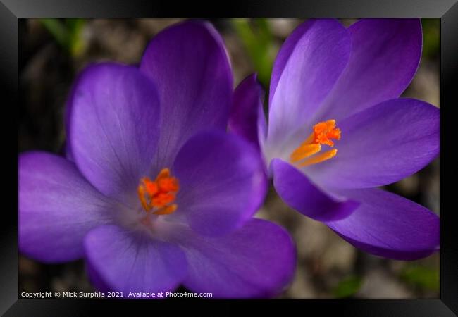 Crocus Colour Framed Print by Mick Surphlis