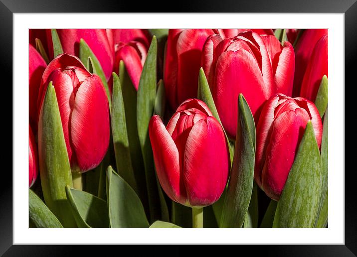 Red tulips close up Framed Mounted Print by Laco Hubaty