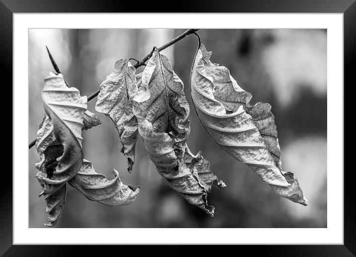 Leaves Framed Mounted Print by Laco Hubaty