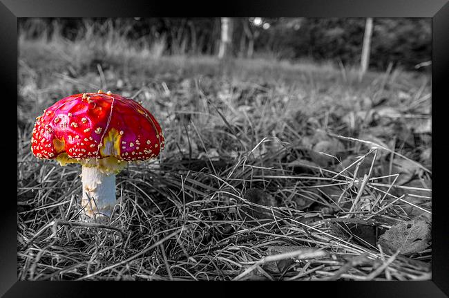 Amanita Framed Print by Laco Hubaty