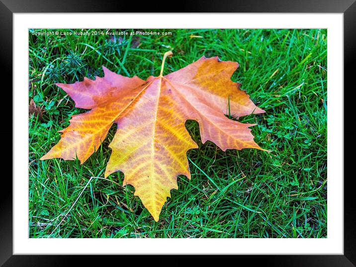 Maple Leaf Framed Mounted Print by Laco Hubaty