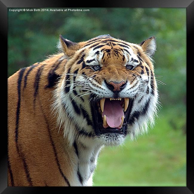 Tiger with attitude Framed Print by Mick Both