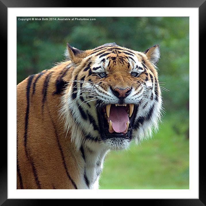 Tiger with attitude Framed Mounted Print by Mick Both