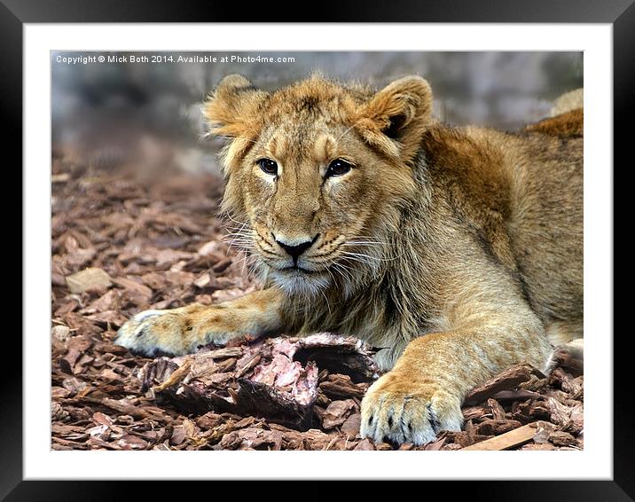 Lion cub contemplating leftovers Framed Mounted Print by Mick Both