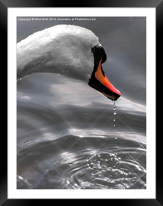 Swans Head Framed Mounted Print by Mick Both