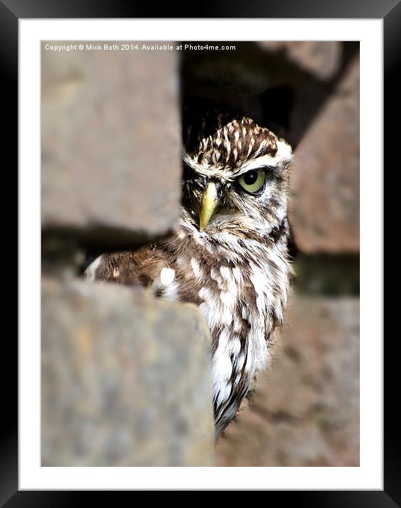 Shy Little Owl Framed Mounted Print by Mick Both
