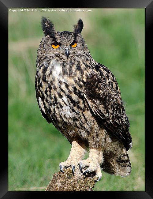 Eagle Owl Framed Print by Mick Both