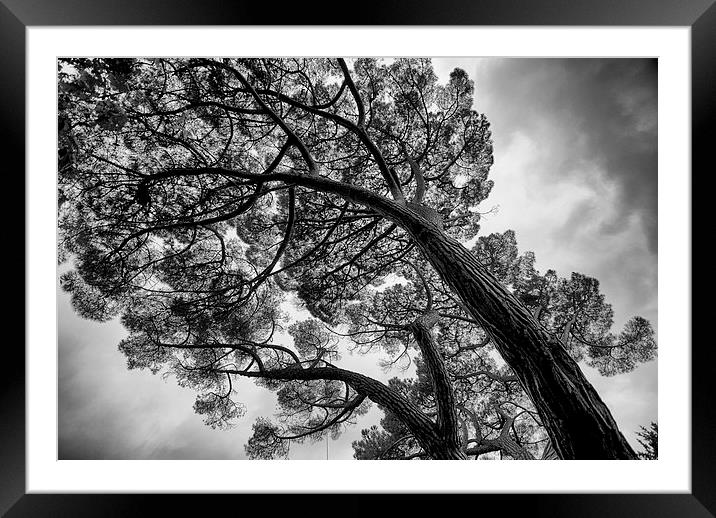 The leaning pines Framed Mounted Print by Maggie Railton