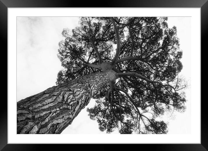 Stone Pine Framed Mounted Print by Maggie Railton