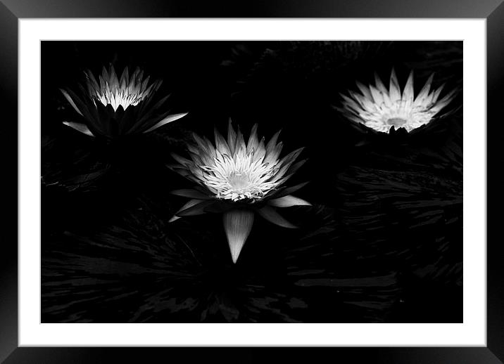 Three Lilies Framed Mounted Print by Maggie Railton