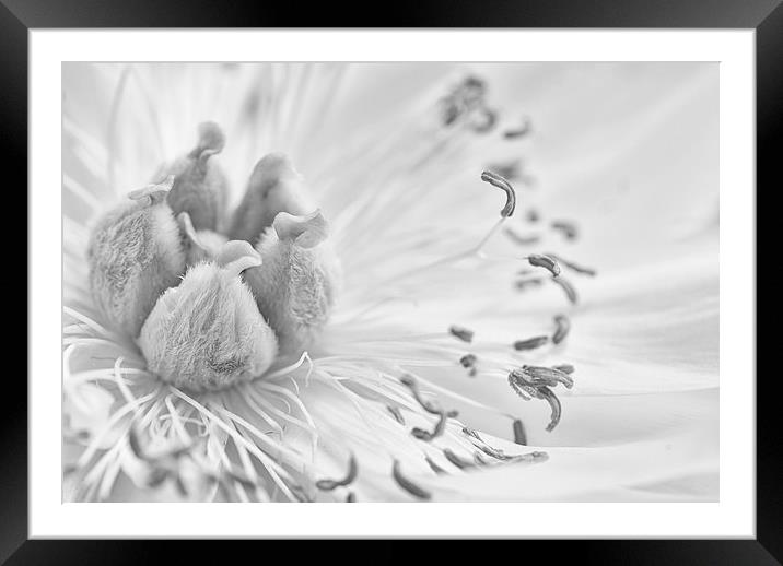Lily Framed Mounted Print by Maggie Railton